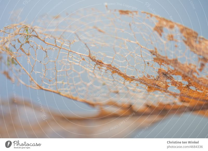 Macro shot of the beautiful transience of an autumn leaf Leaf Autumn Autumnal Nature decompose Transience Autumn leaves Autumnal colours Change Orange pretty