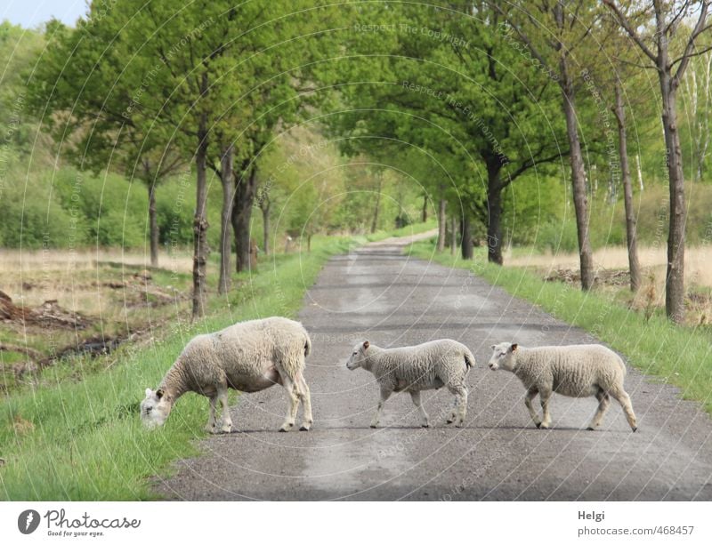 peripatetic Environment Nature Landscape Plant Animal Spring Beautiful weather Tree Grass Bog Marsh Street Farm animal Sheep Lamb 3 Baby animal Animal family