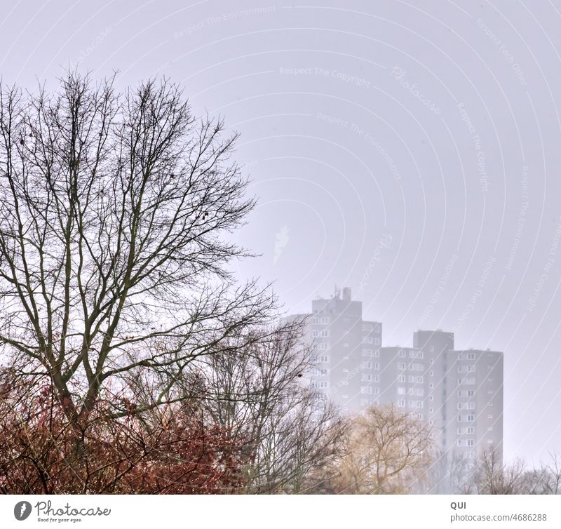 Ghostly skyscrapers in misty background trees Bushes Winter Fog Gray foggy variegated autumn colours Rich in contrast Weather Cold Outdoors Landscape Buildings