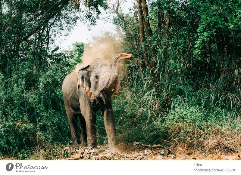 An Asian elephant stands in the jungle and blows dust with his trunk Elephant Trunk Dust Sand jungles Wild National Park Wild animal Safari Nature Animal Mammal