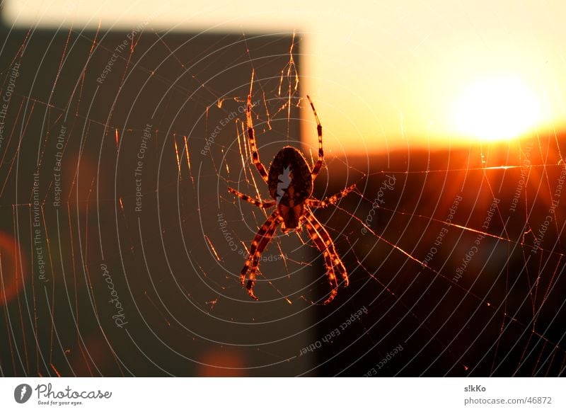 Spider in back light Sun Backlight Net nice Sewing thread