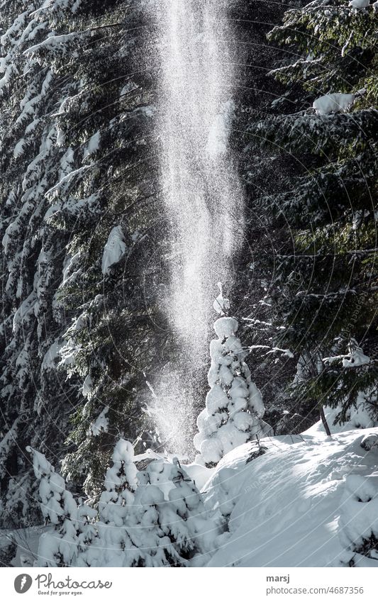 Surprising but enchanting. Snow from the trees. Snow covered spruce in spotlight Winter's day Nature Cold Winter mood Winter magic winter Contrast Day