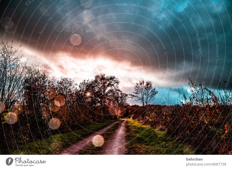 when weather works its magic Dreamily Fabulous Lanes & trails Back-light pretty Sunlight Footpath Colour photo Exterior shot Light Contrast Fantastic Bushes