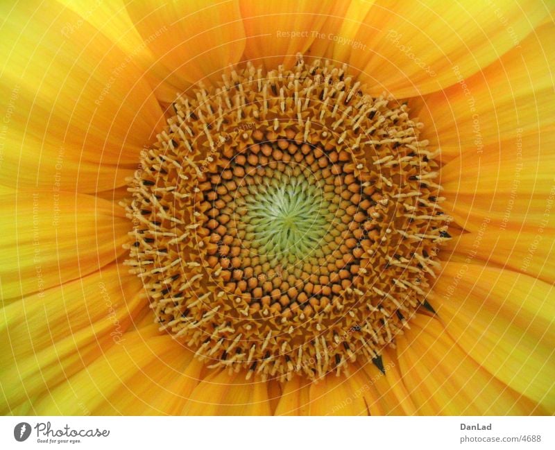 Sunflower Detail Flower Summer Macro (Extreme close-up)