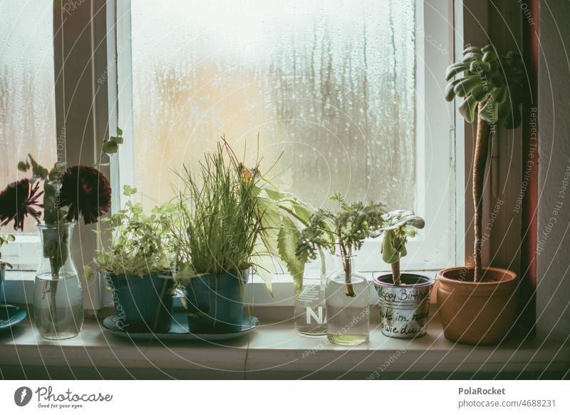 #A0# window sill Window Window pane Shutter Window board Window frame View from a window Glazed facade Window seat plants Houseplant Houseplants Cast at home