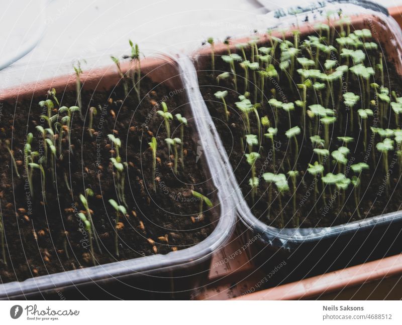 Sprouting Microgreens. Seed Germination at home. Vegan and healthy eating. Micro greens. Growing sprouts. Green living concept. Organic food alfalfa bio closeup