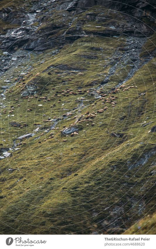 Sheep on pasture Flock Meadow Willow tree mountain Gravel animals Farm animals Herd Grass Feed