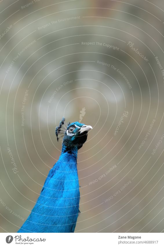 Colorful peacock portrait Peafowl blue bright bright blue Turquoise vivid colors nature Zoo Animal birds Neck surprised Bird Blue Feather Nature Elegant