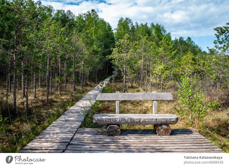 Wooden footpath and bench in the spring forest outdoor wooden tree green nature park natural seat summer beautiful background landscape travel chair relax