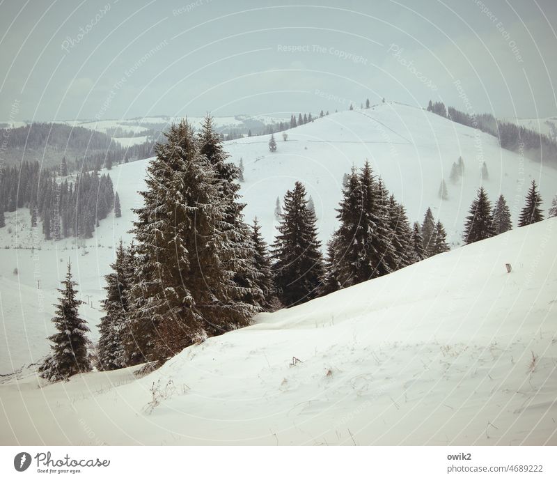 comb Romania Eastern Europe Snowscape Carpathians Frost Tree Snow layer Panorama (View) covered in deep snow wide Wanderlust Weather Hill Forest Cold Bright