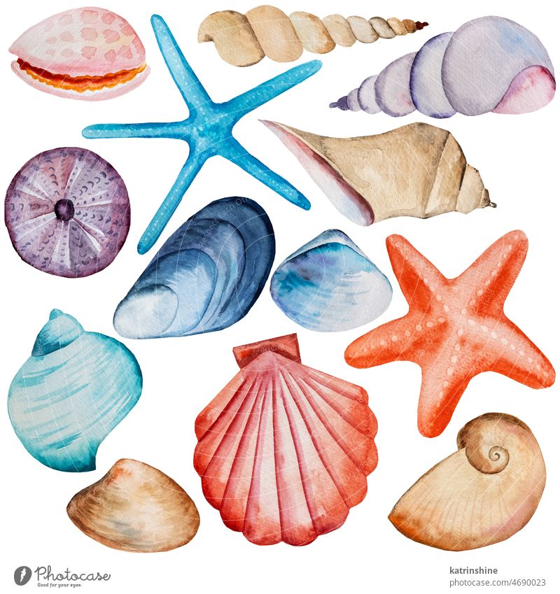 Set of hand drawn Watercolor seashells, starfishes and sea urchin Illustration Decoration Drawing Element Exotic Hand drawn Holiday Isolated Nature Summer