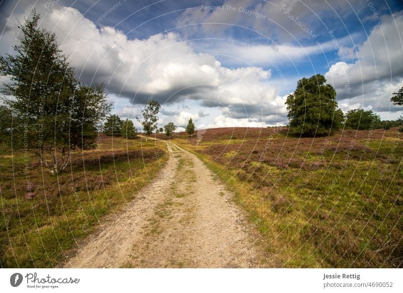 Heideweg Luneburg Heath Heathland heather heathen atmosphere heather blossom Lanes & trails off Bend