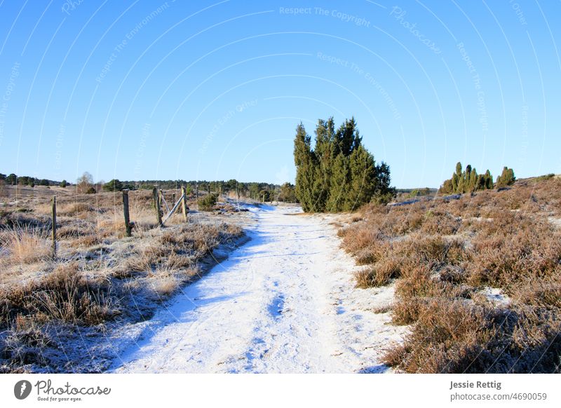 Heideweg Luneburg Heath Heathland Lanes & trails off heathen atmosphere heather blossom Juniper juniper tree juniper berries