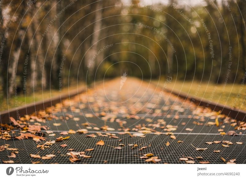 leaf path Footbridge Lanes & trails off foliage Deciduous forest Autumn Autumnal Autumn leaves Autumnal colours Seasons Yellow Brown Green autumn mood Nature