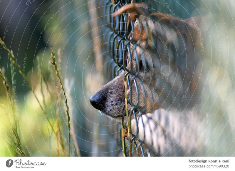 Jack Russell terrier stretches his muzzle through a chain-link fence. Dog Dog's snout Fence Wire netting fence ears floppy ears dog's nose attention