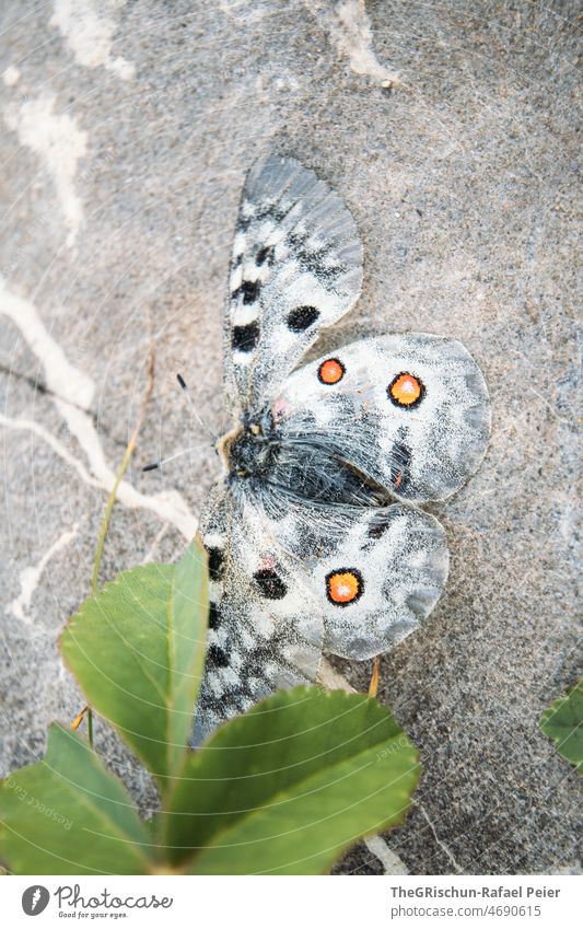 Butterfly on stone summer bird Leaf Stone colors points butterflies Grand piano Pattern Detail Animal Flying Hover