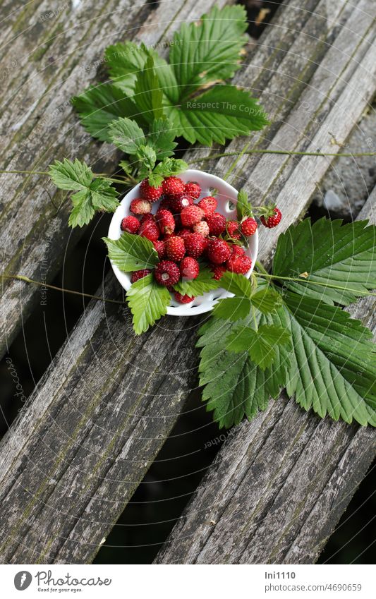 Wild strawberries also grow in the garden fruits Edible Fragaria vesca Aromatic flavor Fragrance Snackfruit Precious tidbit hardy Penumbra Ground cover plant