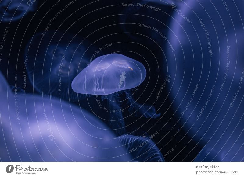 Swimming jellyfish in aquarium III Full-length Animal portrait Central perspective Shallow depth of field Reflection Silhouette Contrast Shadow Light