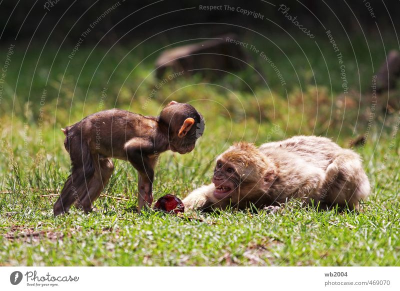 Don't touch...! Animal Zoo monkey 2 Pair of animals Baby animal Lie Aggression Curiosity Envy Colour photo Exterior shot Deserted Day Animal portrait