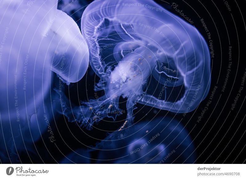 Swimming jellyfish in aquarium I Full-length Animal portrait Central perspective Shallow depth of field Reflection Silhouette Contrast Shadow Light