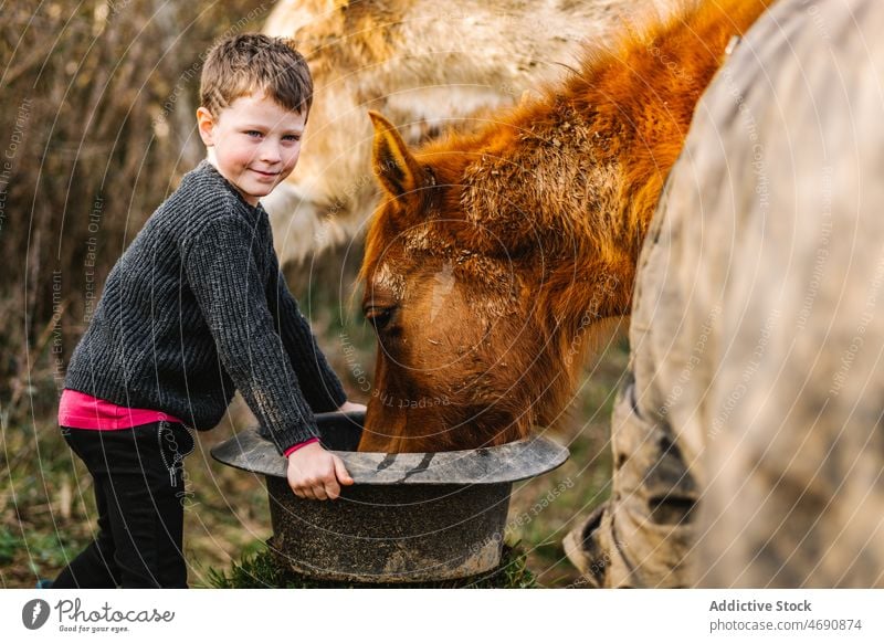 Boy feeding horse in paddock kid boy enclosure countryside animal habitat stable mammal domesticated breed zoology cute mane bucket fence equine barrier care