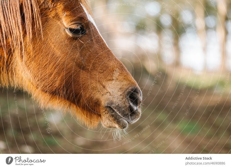 Brown horse in countryside paddock enclosure animal equine rural habitat stable muzzle mane creature mammal domesticated breed zoology cute obedient brown