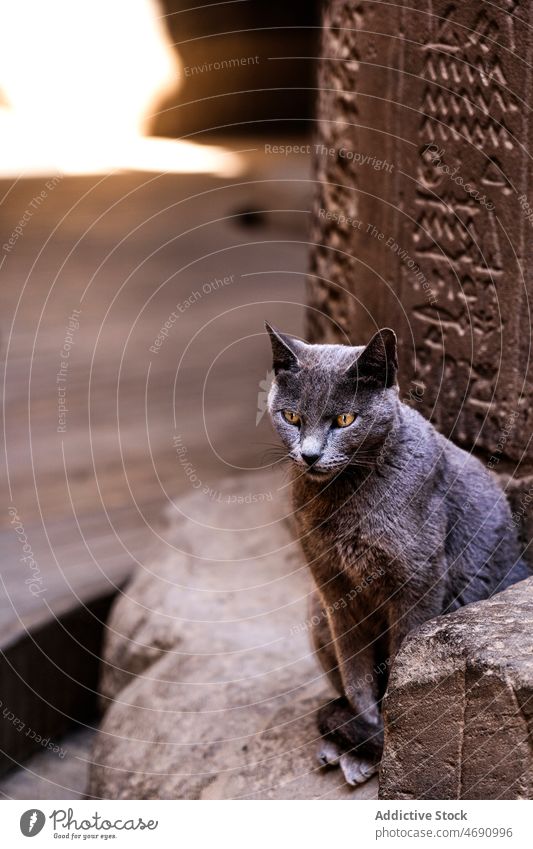 Cute cat near ancient wall animal street old antique town hieroglyph pet creature fluff adorable feline gray stone aged summer calm shabby mammal cute fur