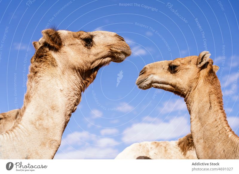 Camels standing against blue sky in desert area camel animal caravan habitat creature specie livestock herd bridle color zoology environment fauna camelidae