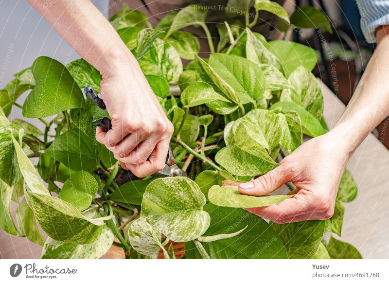 Human hands take care of a house plant. Home growing and gardening. Graceful beautiful female hands. Domestic life and hobbies concept. Close-up human taking