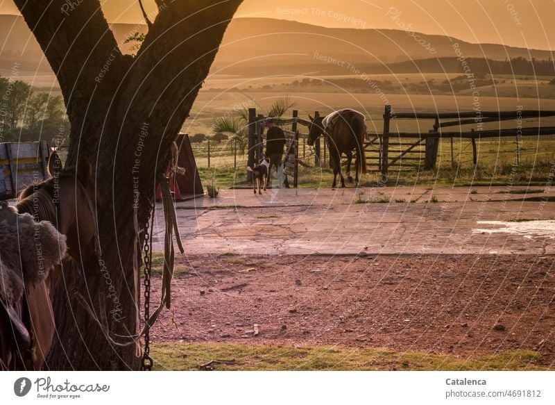 Early morning, horse, dog and rider on the way to work Horse Farm animal Grass Nature Animal Keeping of animals daylight Summer Rider Gaucho farm Agriculture