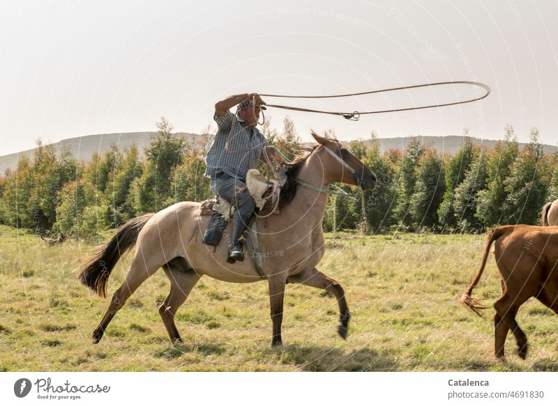 Rider with lasso tries to catch cow from herd Pampa Brown Blue Green persons Hill Horizon Herd of cattle Cattle Fence Willow tree Dog Agriculture Lasso Grass