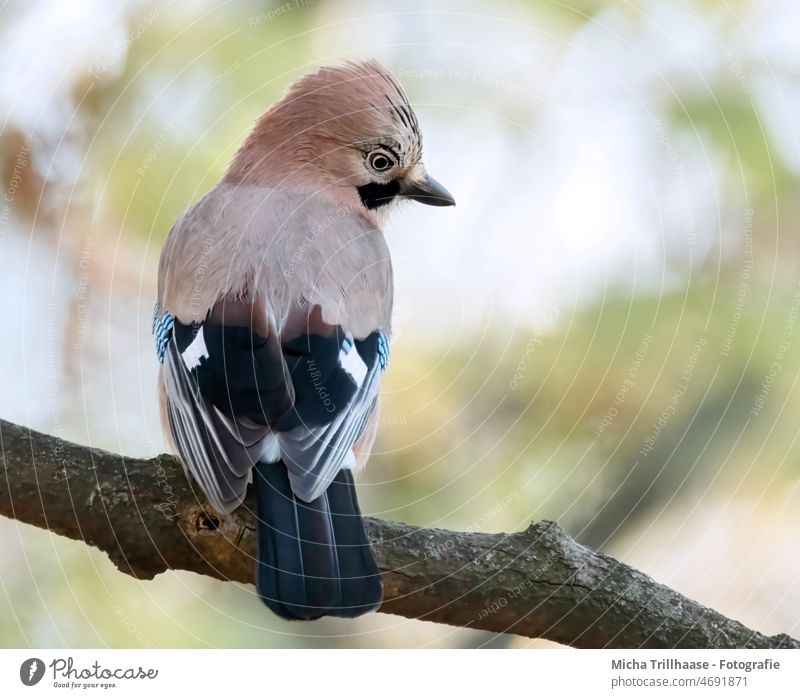 Jay in the tree Garrulus glandarius Animal face Head Beak Eyes Grand piano Feather Plumed Bird Tree Twigs and branches Looking Wild animal Nature Observe