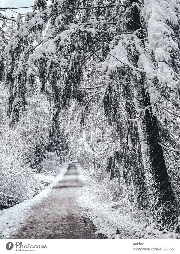 winter dream Winter Forest winter hiking hike Snow Snowscape Forest walk Cold Winter forest trees Nature Winter mood winter landscape Winter walk White