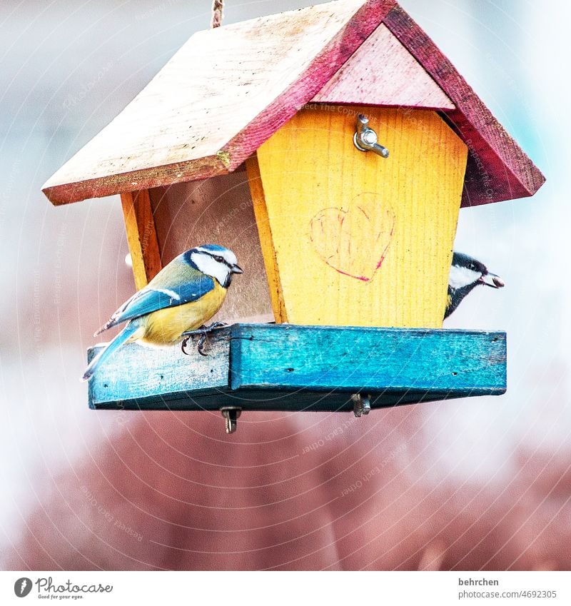 A grain for everyone Environment bird house birds Tit mouse tit Feeding Cute pretty Seasons Winter Autumn Garden To feed Heart Love of animals Exterior shot