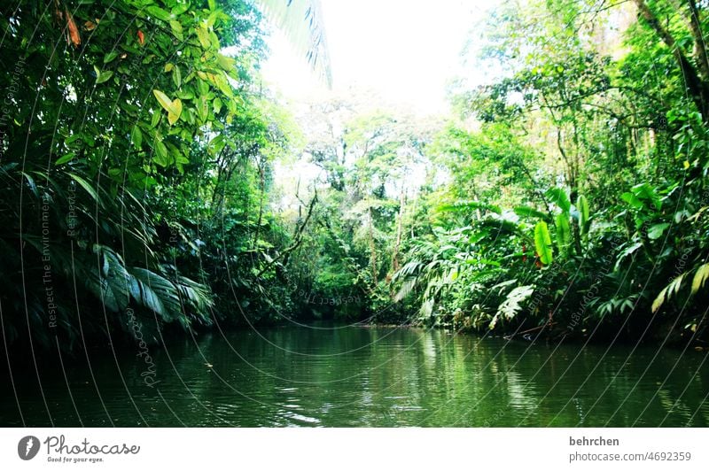 in the jungle jungles Forest rainforest Leaf pretty Environment Environmental protection Climate change Plant Large especially Tree Contrast Exotic Sunlight