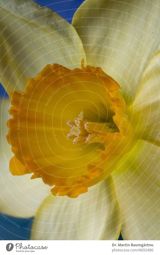 Large-crowned daffodil - Red Devon- secondary crown, close-up narcissus large-crowned Flower Ornamental flower variety Hybrids Breeding Secondary crown Close-up