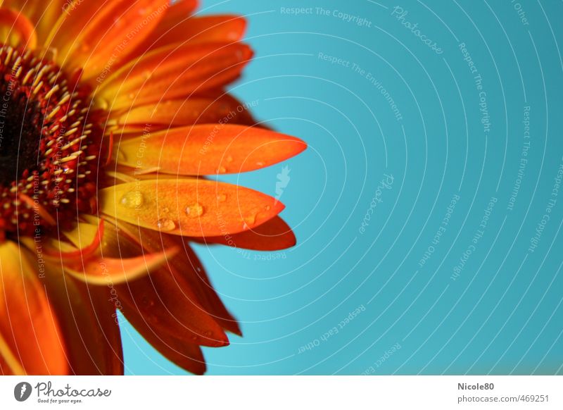 sunny gerberas Plant Flower Blossom Blue Orange Gerbera Blossom leave Rain Dew Delicate Fresh Esthetic Colour photo Interior shot Deserted Copy Space right