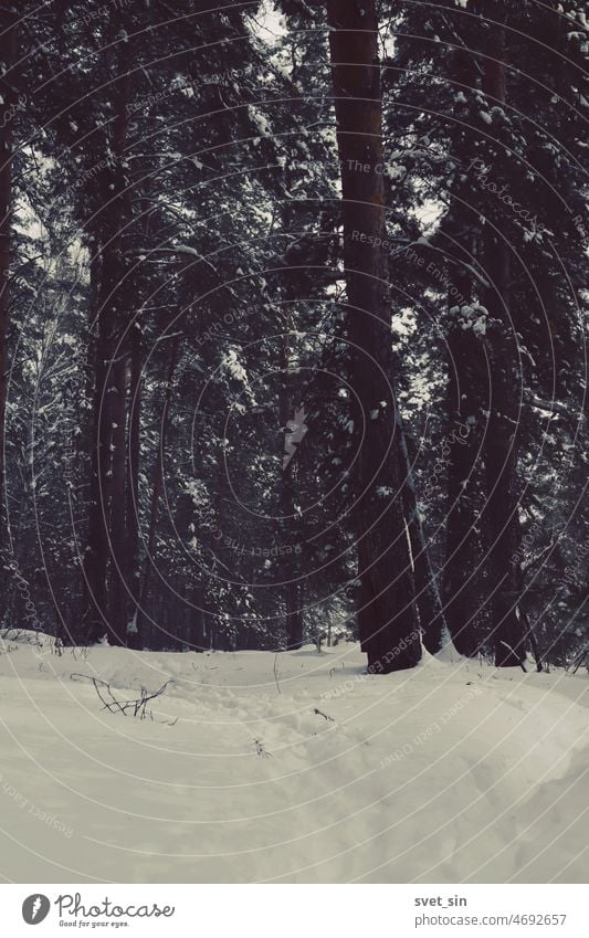 Winter snowy forest on a cloudy day. Winter landscape. Pine forest in the snow. Forest Snow Dark Moody Winter forest nature trees Winter mood Winter walk White