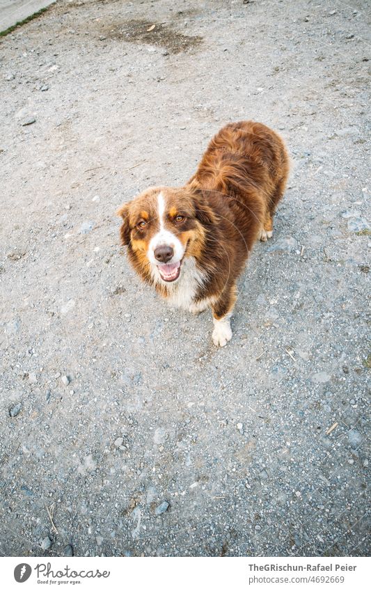 Dog from above boyfriend Friendship Snout four-legged friends Animal Pet Mammal Nature Pelt Dog's snout Watchdog Animal face Animal portrait