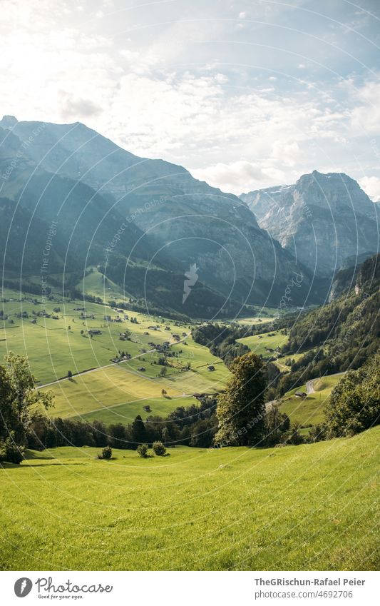 Meadow and mountains Forest Grass Pastureland Nature Landscape Willow tree Mountain Summer