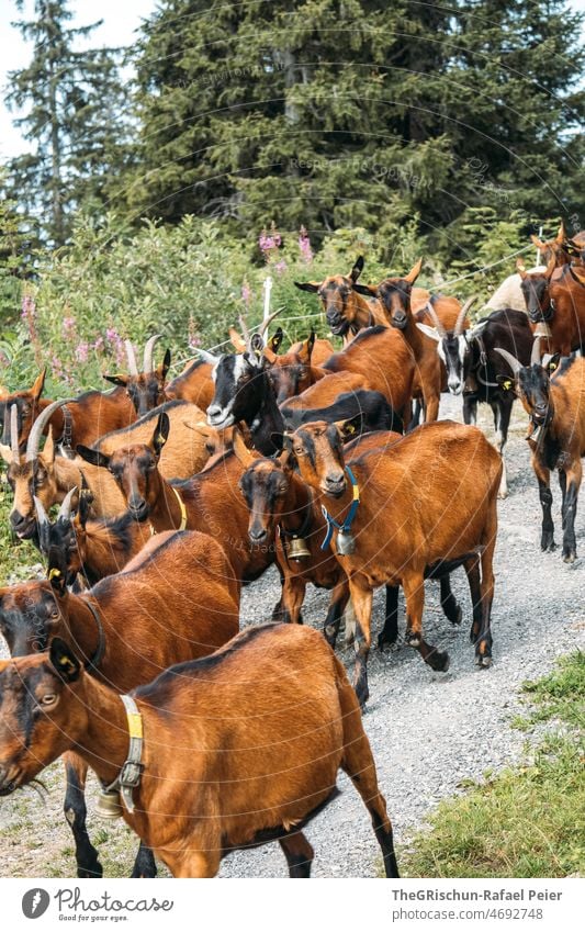 Herd of goats on the way home Goats Bell Farm animal Exterior shot Animal Group of animals Nature Willow tree