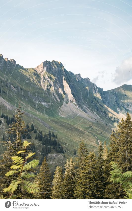 Trees in front of mountain range trees Sky Mountain Landscape Nature Forest Clouds mountains