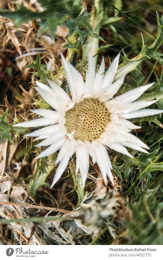 Silver Thistle Stemless carline thistle Plant Blossom Nature Flower Macro (Extreme close-up) Grass White