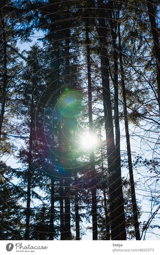 Light reflections in the forest light reflexes Forest Tree Nature daylight blurriness Natural color Mood lighting Shaft of light Ambience Moody atmospheric