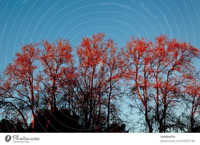 Marseille / Bare tree tops in evening light in Jardin du Pharo Evening Old Old town Architecture Twilight holidays France Historic downtown Medieval times