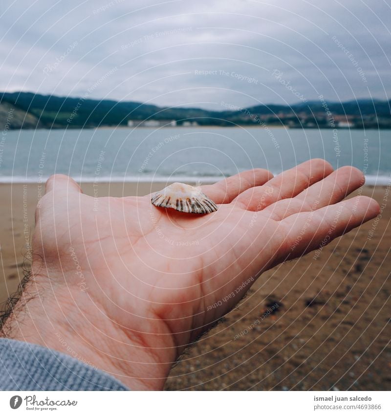 hand with a clam in the beach Hand Arm fingers Shell Shell-bearing mollusk Shell-shaped Shell sand Beach outdoors Colour photo Ocean Sand Coast Deserted