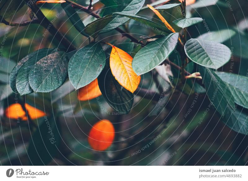 green tree leaves in the nature branches leaf natural foliage textured background beauty fragility freshness spring springtime season