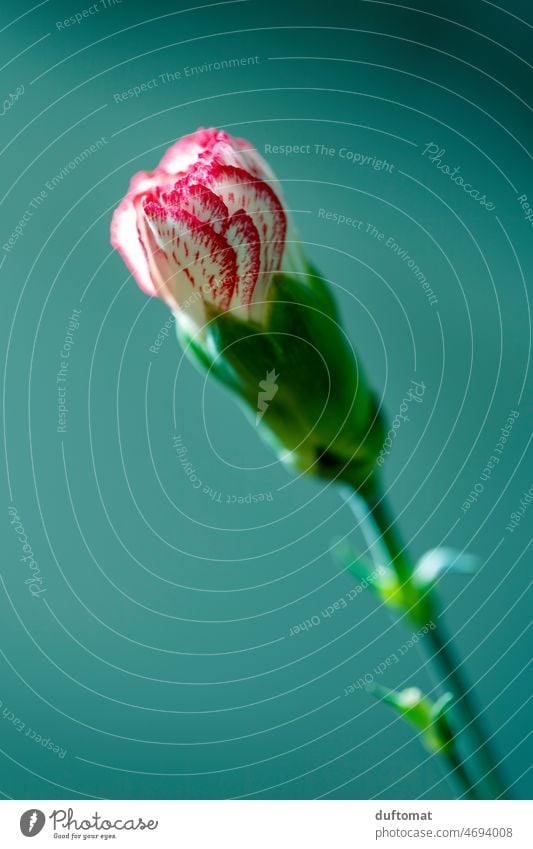 Macro shot of a carnation against green background Flower Isolated Image Blossom Plant Nature Close-up Colour photo Neutral Background Macro (Extreme close-up)