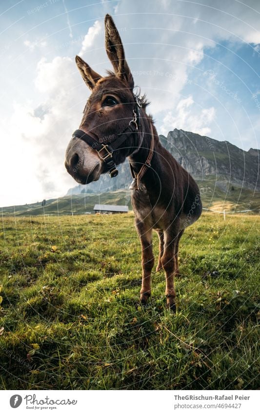 Donkey in a pasture in front of a mountain Mountain Willow tree Meadow Cute Animal Grass Exterior shot Alps Farm animal Summer Green ears