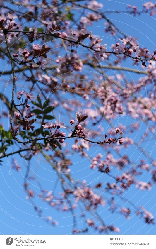 pink flowers of blood plum for the meteorological beginning of spring Spring Garden woody Tree cherry plum Prunus cerasifera ornamental wood